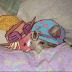 Meet your Posher, Eliz